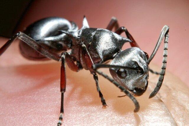 مورچه ای که در نوع خود از سریع ترین انسان دنیا هم سریع تر است!