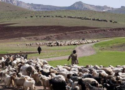 پرداخت بیش از 36 میلیارد تومان تسهیلات زنجیره گوشت قرمز به عشایر فارس