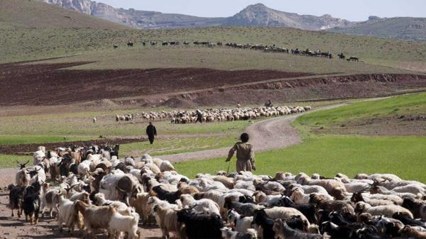 پرداخت بیش از 36 میلیارد تومان تسهیلات زنجیره گوشت قرمز به عشایر فارس